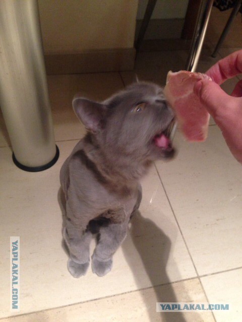 Котовторник 22.07.14