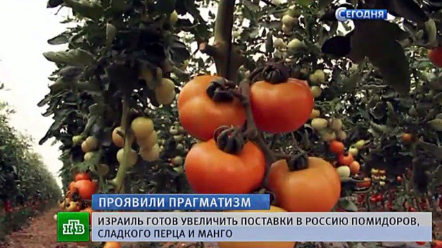 Продукты с/х Израиля выращиваются в песке