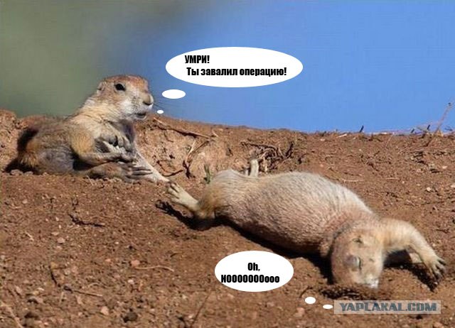 Курьёзный марсоход