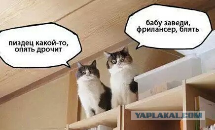 Известные котомемы.