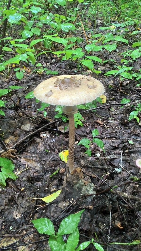 В лес за грибами.