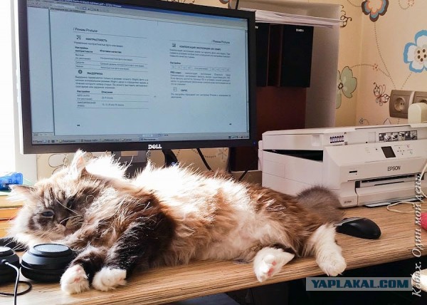 Я Кобах и ниже мой день