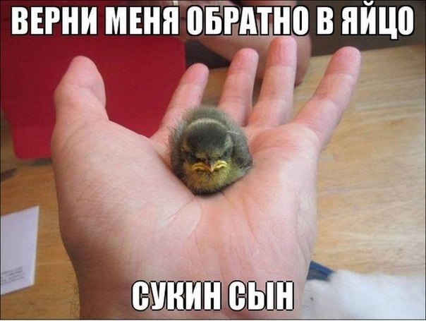Всяко - разно...картинки