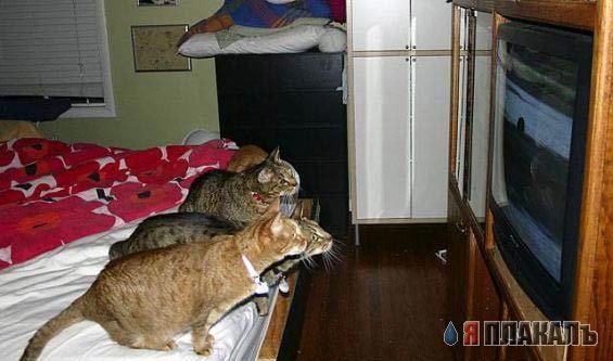 Коты, кошки, котята