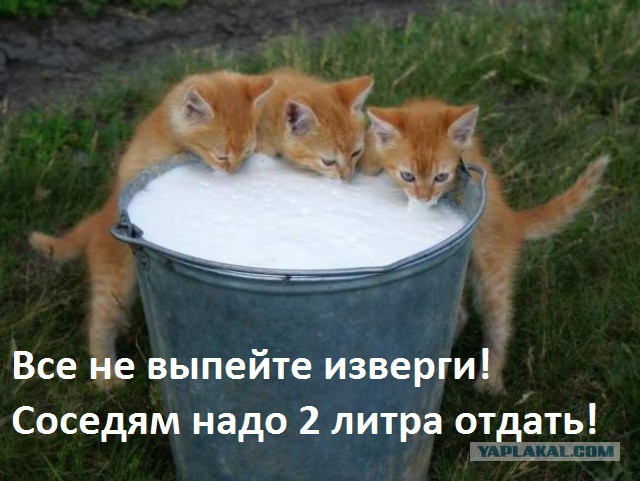 Воришки, которые уже давно в ссоре со своей совестью