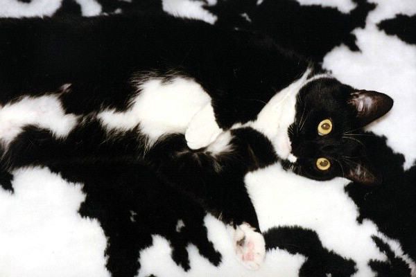 Коты, кошки, котята