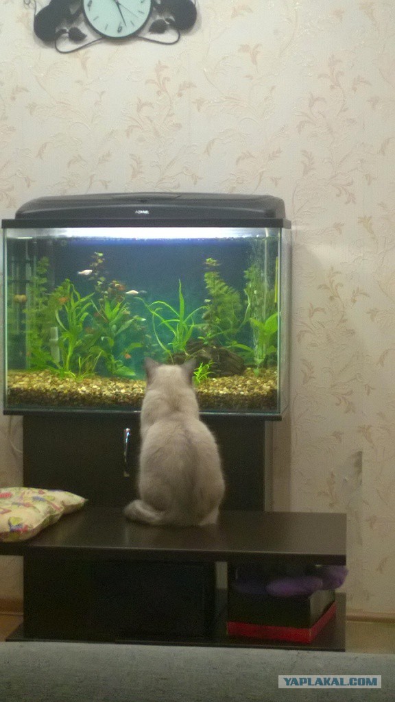 Котовторник 22.03.2016