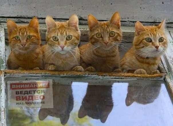 Выборка фотогеничных котэнов