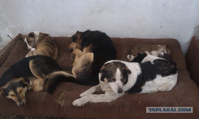 Неизвестный отстреливает бездомных собак на глазах прохожих в центре Челябинска