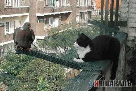 Котовторник!