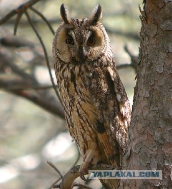 Как же пройти мимо этой крылатой пернатой кошки?