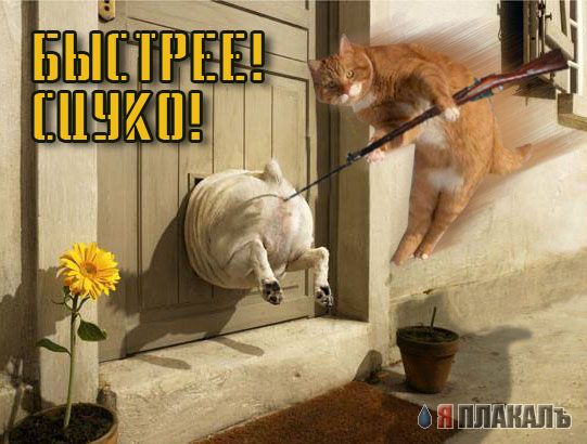 Фотожаба: Кошак