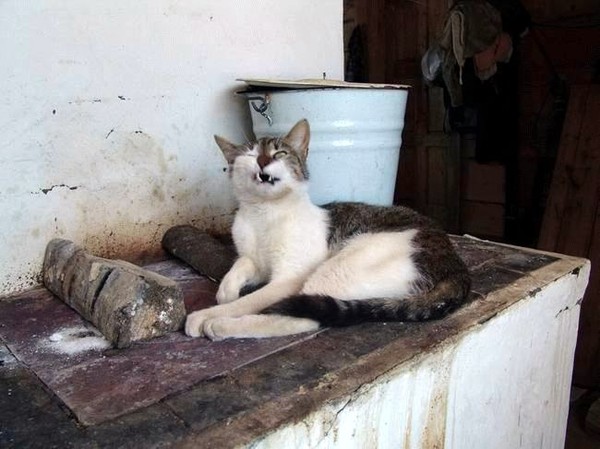 Подборка "тёплых, уютных, домашних" фотографий. Часть 2