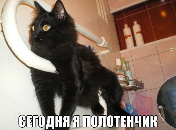 Прикольные животные