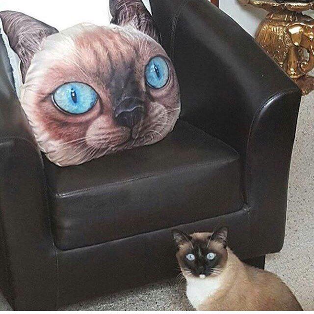 Коты из сети