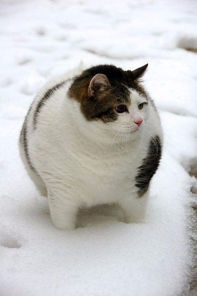 Коты из сети