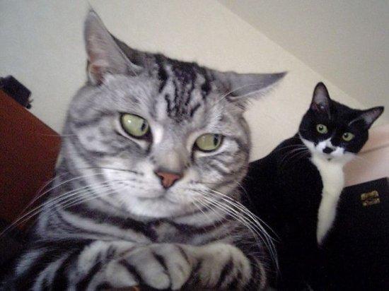 Коты из сети