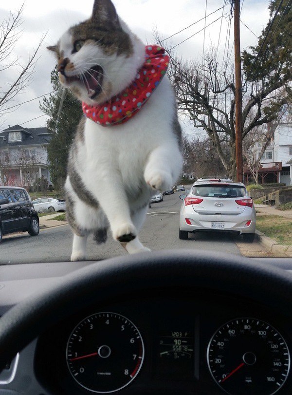 Коты из сети