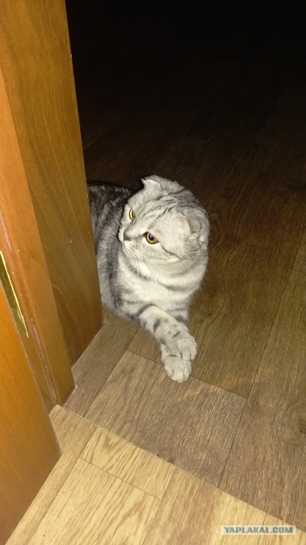 Котовторник 28.02.2017