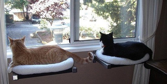 Коты и Кошки