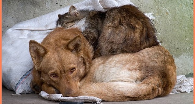 Котовторник 28.11.2017