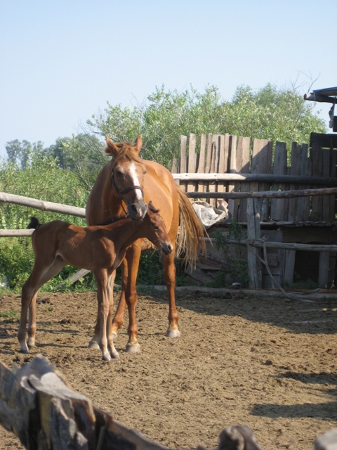 Прекрасные животные...