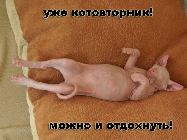Котовторнику Да (09.12.08)