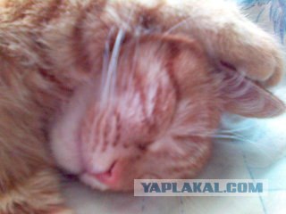 Котовторник (07.02.2012)