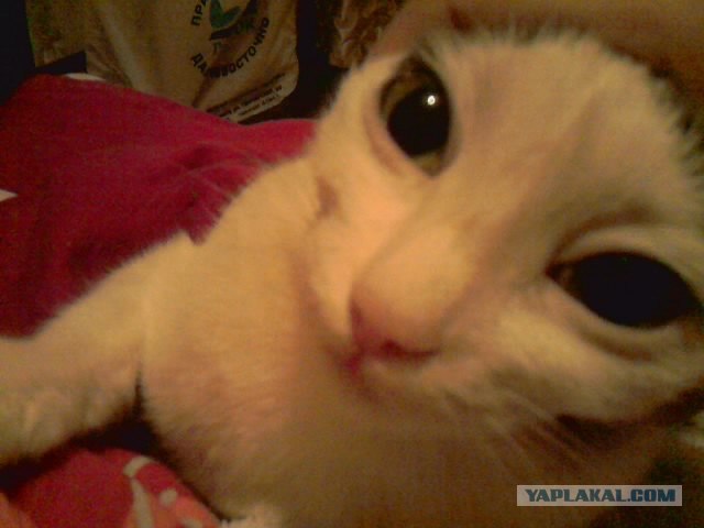 Котовторник 20.03.2012