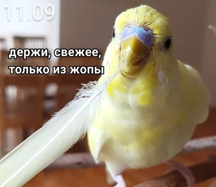 15932515.png