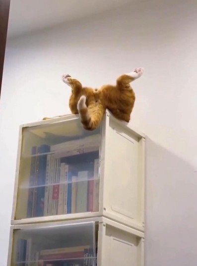 Сонные котямбосы