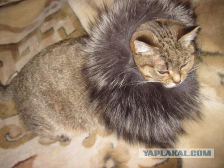 Котовторник 23.09.2014.