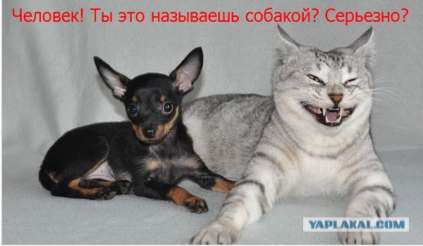 Эти маленькие собачки