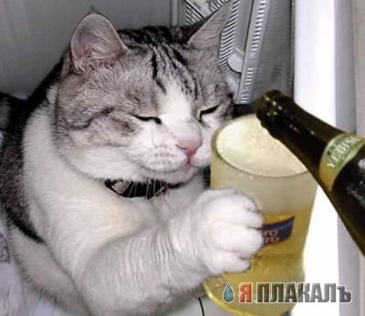 Коты, кошки, котята