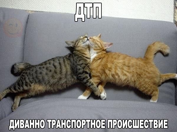 Мохнатые беспредельщики