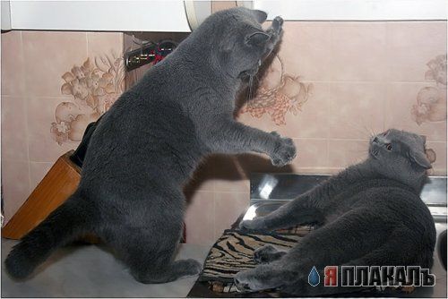 Коты, кошки, котята