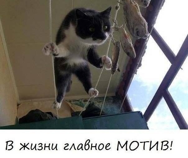 Мохнатые беспредельщики
