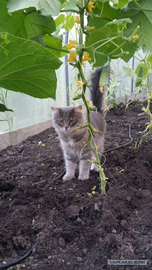 Котовторник 26.07 2016