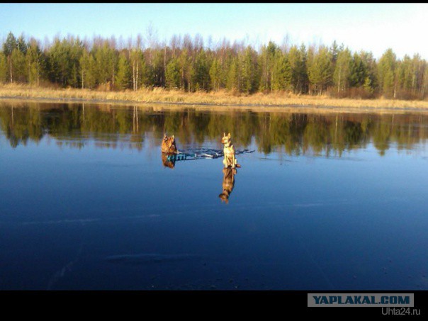 Утки оказались не готовы ко льду ...