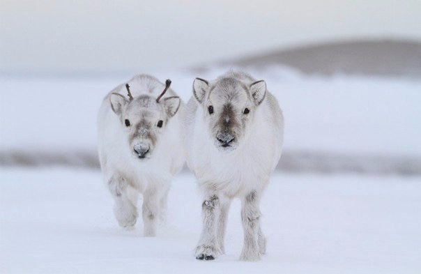 Самые смешные животные