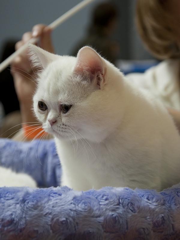 Коты и Кошки
