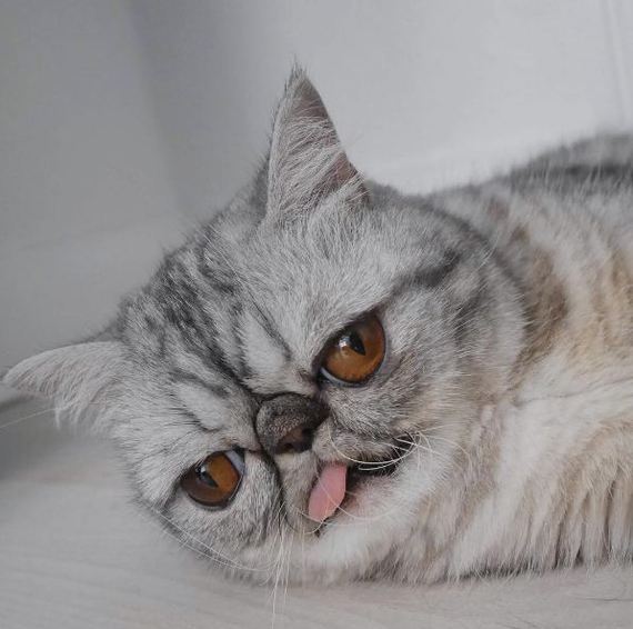 Коты и Кошки