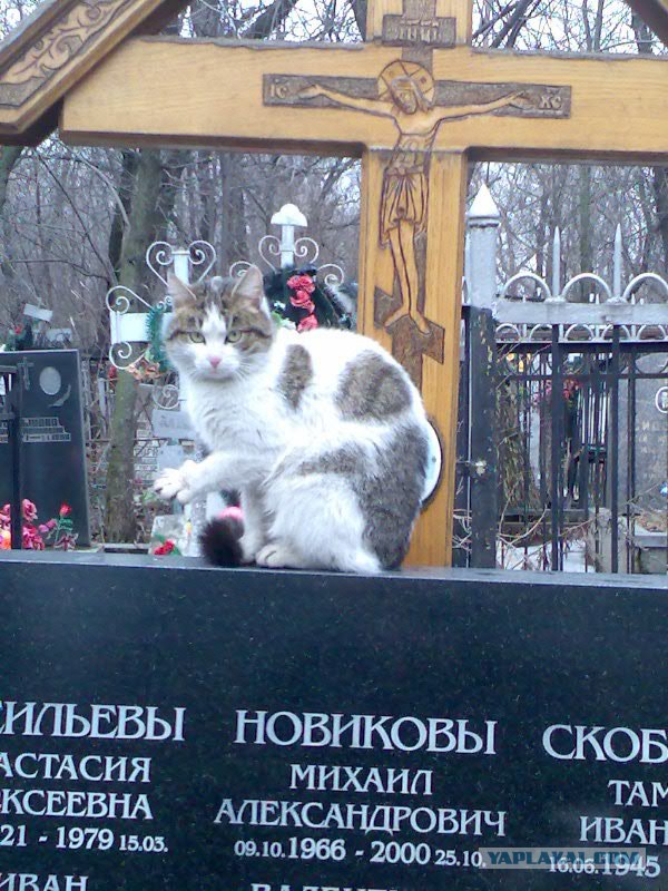 Потеряла подругу, а спустя полгода, постучавшись в дверь, ко мне пришла кошка
