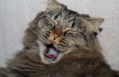 Котовторник 9.01.2018