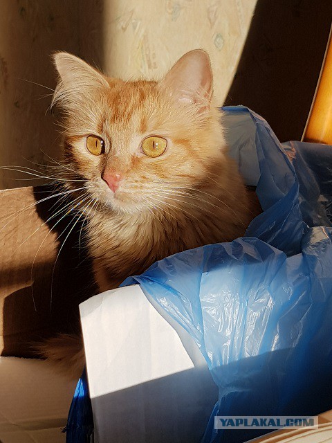 Котовторник 27.02.2018 наступил!