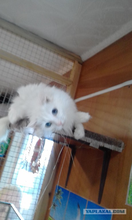 Котовторник 27.03.2018