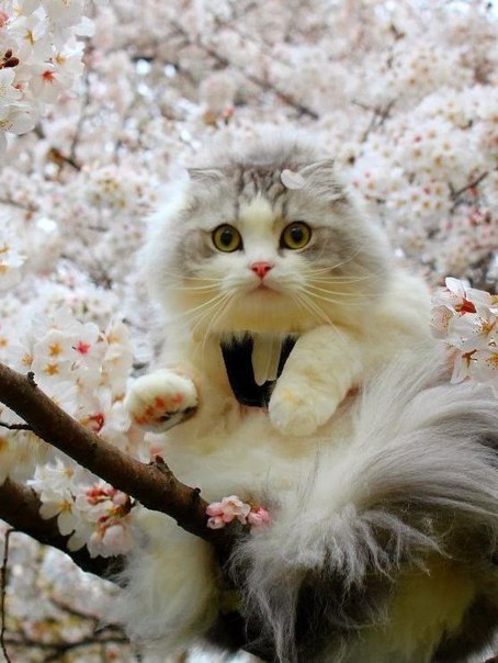 Кот без прикрас
