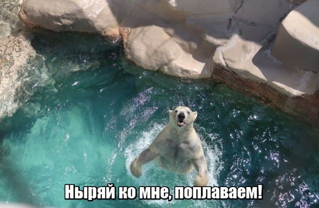 Живность из сети