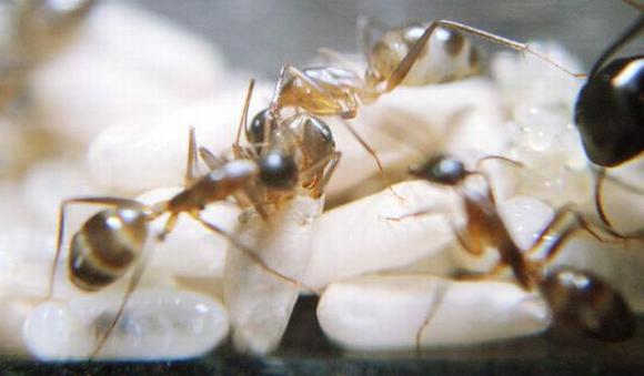 Рождение муравья