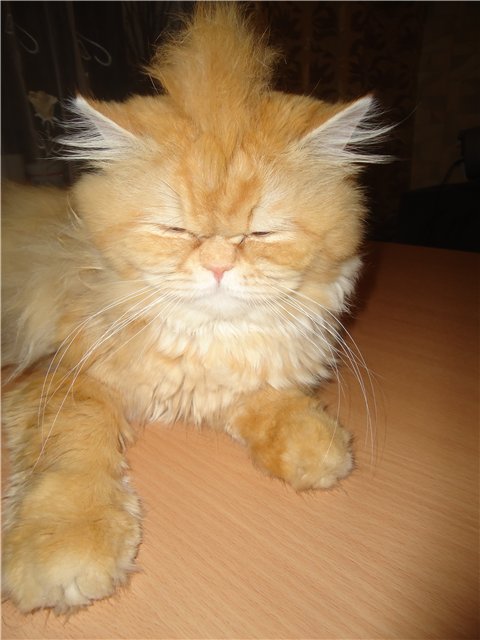 Котовторник уже сегодня!